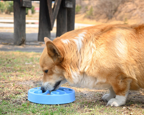 PLATO DE COMIDA LENTA PARA PERRO SLOW A3259