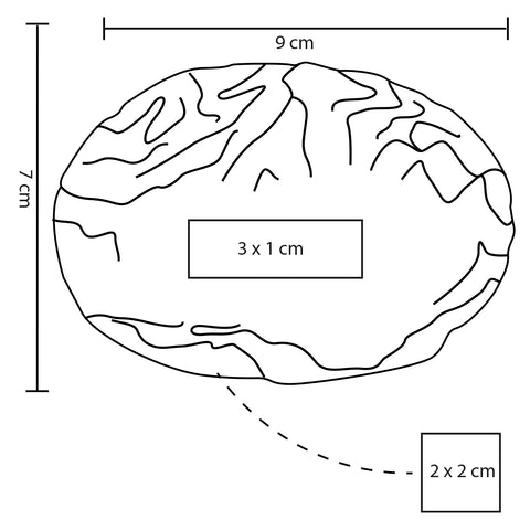 SQUISHY CEREBRO LP 52
